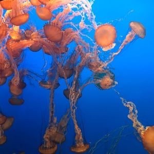 Meet your Posher, Cassandra